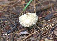 Lycoperdon perlatum image