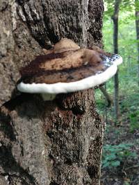 Ganoderma applanatum image