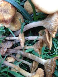 Armillaria tabescens image