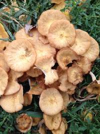 Armillaria tabescens image