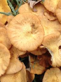 Armillaria tabescens image