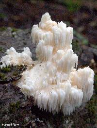 Hericium americanum image