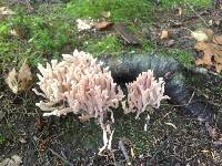 Ramaria stricta image