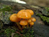 Mycena leaiana image