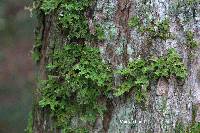 Lobaria pulmonaria image