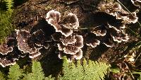 Trametes versicolor image