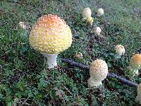 Amanita muscaria image