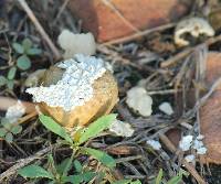 Lycoperdon marginatum image