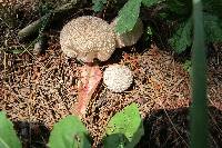 Lycoperdon perlatum image