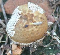 Lycoperdon marginatum image