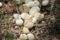 Lycoperdon perlatum image