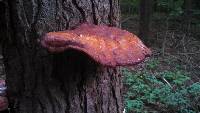 Ganoderma tsugae image