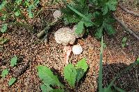 Lycoperdon perlatum image