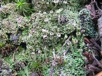 Cladonia chlorophaea image