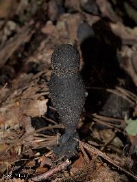 Xylaria polymorpha image