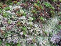 Cladonia chlorophaea image