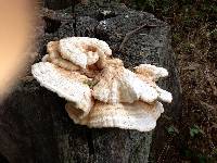 Laetiporus gilbertsonii image