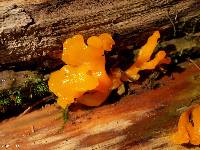 Dacrymyces chrysospermus image