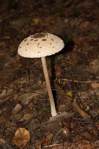 Macrolepiota procera var. procera image