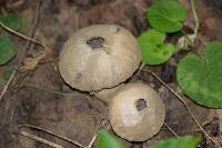 Lycoperdon pyriforme image