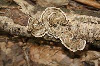 Trametes versicolor image