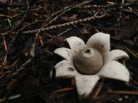 Geastrum saccatum image