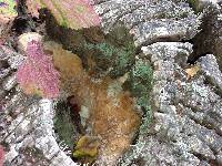 Laetiporus gilbertsonii image