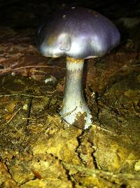 Cortinarius iodes image