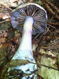 Cortinarius iodes image