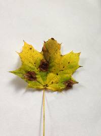 Rhytisma acerinum image