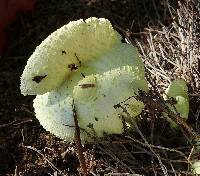 Leucocoprinus birnbaumii image