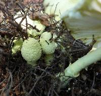 Leucocoprinus birnbaumii image