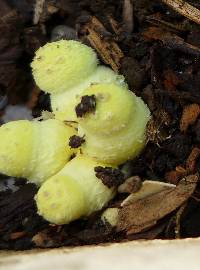 Leucocoprinus birnbaumii image