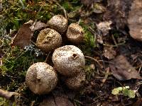 Lycoperdon perlatum image