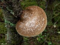 Fomitopsis betulina image