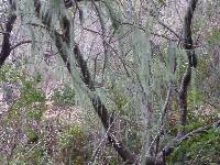 Ramalina menziesii image