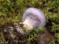 Cortinarius traganus image