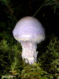 Cortinarius traganus image