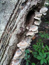 Trametes versicolor image