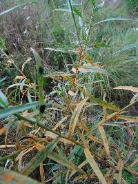 Image of Coleosporium asterum