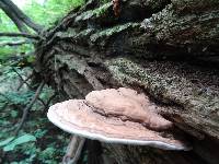 Ganoderma applanatum image