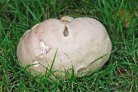 Calvatia gigantea image