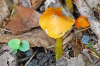 Hygrocybe conica image
