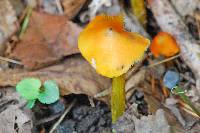 Hygrocybe conica image