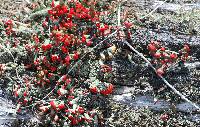 Cladonia cristatella image