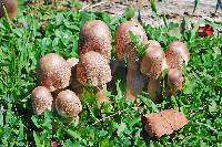 Leucoagaricus americanus image