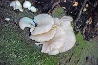 Pleurotus ostreatus image