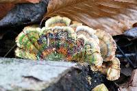 Trametes versicolor image