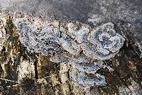 Trametes versicolor image