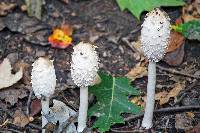 Coprinus comatus image